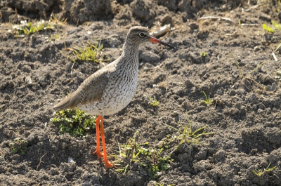 Deze Tureluur zat aan de nieuwe oeverkant van een sloot in Arkemeen