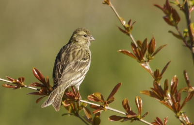 Weer terug na een kort verblijf in Holland is er veel veranderd qua vogelpopulatie. Roodstaartjes en lijsters zijn verdwenen. Wel de bijeneters gehoord n gezien, roodkopklauwier doet ook schuchter pogingen wat te komen drinken uit ons `vijvertje en verder lijkt het hier een broedkolonie vooral bezet door kanaries, kneutjes, groenlingen, putters en mussen. We lopen behoedzaam en omslachtig rond. In het prille groen van het jonge granaatappelboompje hebben wij een mooi zicht op dit kanarievrouwtje en zij op de drinkplaats.