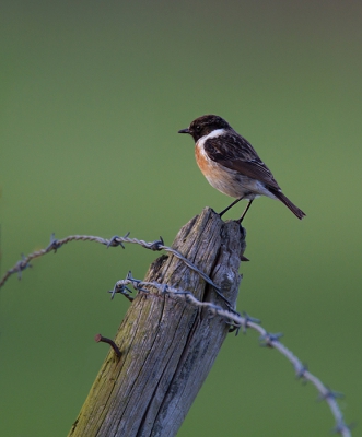 Deze roodborsttapuit zat heerlijk  in het avond zonnetje, ik vindt hier de groenekleuren mooi contrasteren met de vogel.