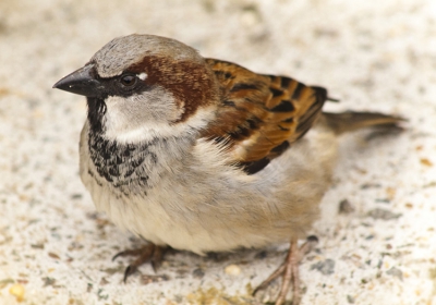 Ik was in de dierentuin even iets aan het drinken op een bankje en dit musje kwam heel dicht bij mij op een muurtje zitten en dat leverde mij dit plaatje op