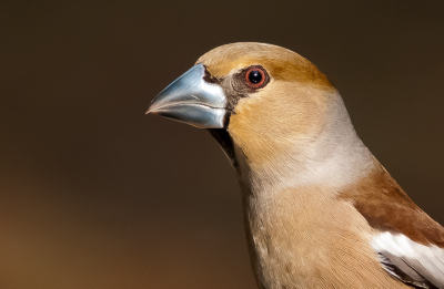 Hoewel ik al twee keer een appelvink had gezien (vanaf een afstandje), heb ik hem wegens zijn schuwheid nog nooit kunnen fotograferen. Echter had ik bij de derde keer meer geluk en kon ik deze prachtige appelvink eindelijk vastleggen. Aangezien de appelvink erg dichtbij was, heb ik geprobeerd om er een kopportret ervan te maken. Ik ben benieuwd wat jullie van deze uitsnede vinden.