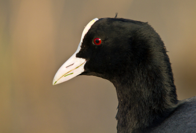 Gister stond ik op het punt om naar huis te gaan, maar deze meerkoet wilde nog wel even in het avondzonnetje poseren. De resten van zijn/haar maaltijd zijn nog op de snavel te zien :)