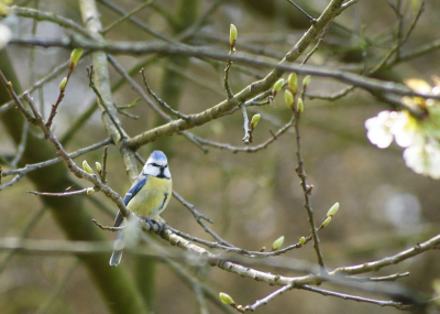 Geschoten in het noorden van Limburg in de Maasvallei een Eldorado voor vogels. Mooie compositie in fraaie kleuren.