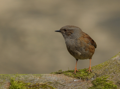 nog steeds mijn favomus, qua uiterlijk en zang..helemaal als ze even meewerken en eens van de grond afkomen