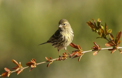 Herkansing: Weer terug na een kort verblijf in Holland is er veel veranderd in onze tuin qua vogelpopulatie. Roodstaartjes en lijsters zijn verdwenen. Wel de bijeneters gehoord n gezien, roodkopklauwier doet ook schuchter pogingen wat te komen drinken uit ons `vijvertje en verder lijkt het hier een broedkolonie vooral bezet door kanaries, kneutjes, groenlingen, putters en mussen. We lopen behoedzaam en omslachtig rond. In het prille groen van het jonge granaatappelboompje hebben wij een mooi zicht op dit kanarievrouwtje en zij op de drinkplaats.