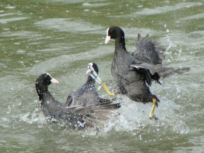 was in mijn foto bestand aan het opschonen en vond deze .
ik vond hem wel wat aktie hebben met al het opspattende water
