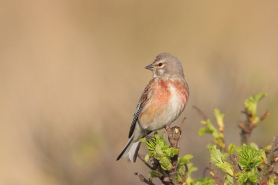 Afgelopen weekend aan de kust doorgebracht, in de duinen veel zangvogels gezien en gehoord, maar wat zijn ze klein en schuw. Deze kneu werkte redelijk mee.