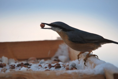 Een veel geziene gast in mijn tuin... wonderlijk hoe zo'n klein vogeltje een hele pinda naar binnen werkt...
