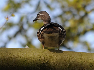 I was walking on a neighbouring estate and there I saw a strange bird's head peeping from behind a tree, 5m high. I kept shooting and approaching and the bird did not flee. This is the female, the male was there as well. I could not get both in the same picture, they were on the branches of different trees. See the series on https://picasaweb.google.com/leegerstee/201104Mandarin?feat=directlink .