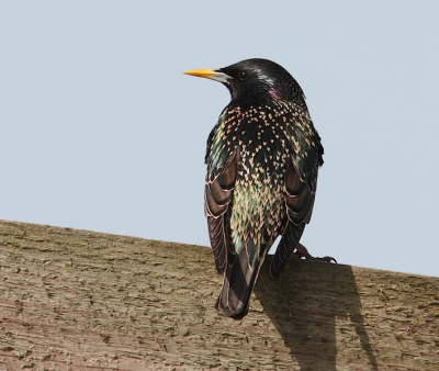 Ik wilde naar het hek toe om vandaar de weidevogels er achter te fotograferen, maar ben niet verder gekomen door de spreeuw. Heb er een oefenobject van gemaakt.