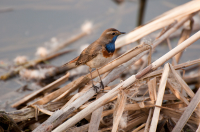Tussen het riet door kwam deze blauwborst rustig in de vroege avondzon rustig zitten waarna ik al alle rust een aantal foto's kon schieten. Met zijn harde geroep wist deze uiteraard alle aandacht naar zich toe te trekken.