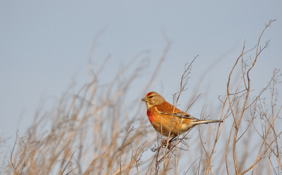 De natuur is nu op zijn mooist en de vogels ook.  De kneuen bij Lauwersoog zijn alert, maar als je geduld hebt dan lukt het soms om er eentje te "vangen".