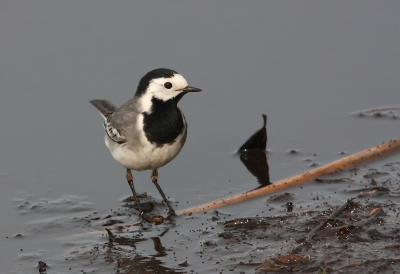 Ik had het leuker gevonden als ze wat verder in het water was gaan staan, zodat de voorgrond rustiger was, maar toch vind ik het een geslaagde foto. Vanuit vogelkijkhut.