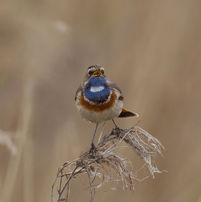 De blauwborst en het weer werkte lekker mee, zodat ik een leuke serie foto's van de blauwborst kon maken. En genieten van zijn zang.