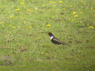 mijn allereerste digiscoped foto, zonder enig testen van de juiste instellingen. circa 80-100 M