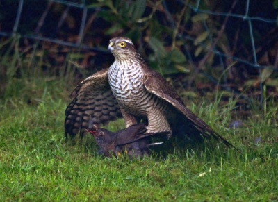 zat in de serre toen deze sperwer ineens met een merel in de tuin viel. deze foto is door de ruit genomen