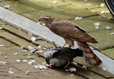 Miden in de stad in een smal straatje is deze havik bezig de geslagen duif te plukken.
Het publiek kon er geruime tijd tot op eenanderhalve meter langs lopen.