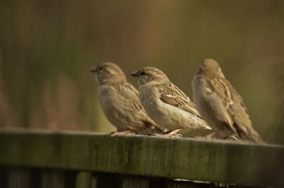 Achter in de tuin waren veel mussen. Foto is genomen achter een raam.

Gr. Erwin