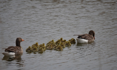 Een ganzenpaar met jongen van 2 dagen oud. Gemaakt bij de Benthuizerplas, Zoetermeer.
