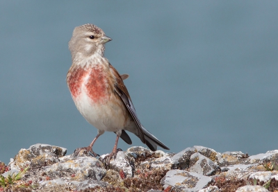 Schitterend weer vandaag om er op uit te trekken, dus de middag vrijgenomen. Het was echter wat betreft vogels vrij rustig in het lauwersmeer. Wel heb ik voor het eerst de kneu en de blauwborst kunnen vastleggen, dus de dag is helemaal geslaagd! 
Deze kneu kwam mooi in het zonnetje langs het water zitten, heb daarvan een hele serie kunnen nemen. Hier vond ik de kleuren van de borst wel mooi tot zijn recht komen.