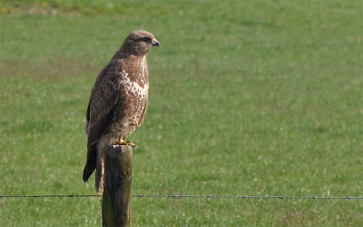 We reden langs een paaltje waar een buizerd zat en toevallig had ik mijn camera mee. Snel de camera gepakt en met de 55-200mm lens er een foto van gemaakt.