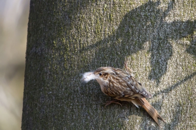 In de voormiddag met wat zon tussen de bomen nabij een kijkscherm.