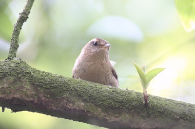 met dit mooie weer een middagje fotos maken, en leuk dat dit keine vogeltje nog even langs kwam.