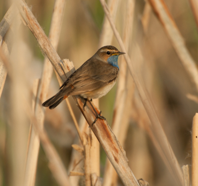 De blauwborsten lieten zich in de vroege avond weer flink van zich horen , ook deze was volop aan het roepen, zo midden in het riet.