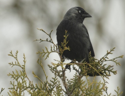 Achter in de tuin in het topje van de coniferen. Achter een raam genomen, 

Gr. Erwin