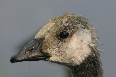 Deze gans wordt in Canada als net zo'n pest beschouwd als de Grauwe Gans in Nederland.

Ik zat op de oever van een meer waarin het gezin van deze rondzwom. Hun nieuwsgierigheid leidde ze echter tot vlak voor mijn lens. Ze kropen zelfs een stukje de oever op, naar mij toe. Alleen nieuwsgierigheid of verwachtten ze een stukje brood? Ik had niets bij me voor ze.

Niets gecropt! Lichtjes verscherpt.
ISO400, 400mm, 1/500, F8.0