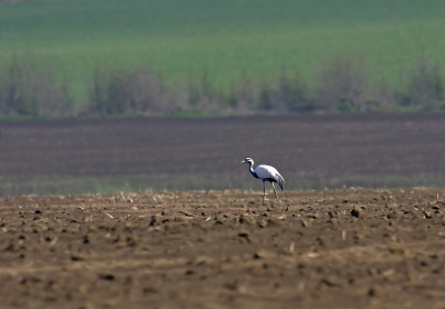 Today, April the 16th 2011 I had fabulous views of an adult Demoiselle Crane foraging in a ploughed field near Durankulak Lake.  First, the bird was seen two days ago near Shabla Tuzla lagoon, some 20 km south from Durankulak.  Picture taken from about 300 m.