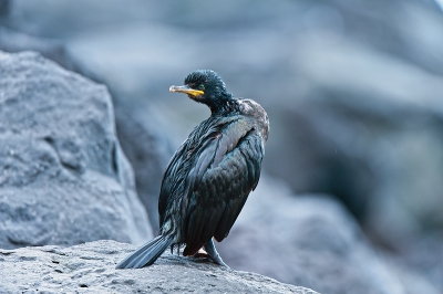 Dat zo'n grote vogel ook een schutkleur kan hebben had ik niet verwacht, maar terwijl wij aan de rotskust stonden te kijken naar een Grijze Zeehond, kwam plots een "steen" vlakbij ons tot leven wat deze vogel dus bleek te zijn.