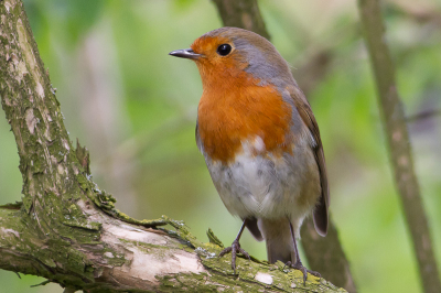 De vogel kwam aanvliegen en poseerde wel erg mooi.