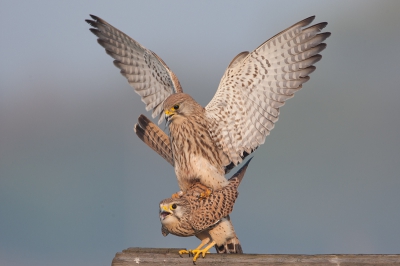 Ja nu weet ik het wel zeker,er word regelmatig gepaard en via birdpix heeft de ringer contakt gezocht en het volgende gemaild(deze Torenvalk had ik geringd op 2 juli 2010 aan de middenweg in Middenbeemster ter hoogte van de hobrederweg als jong mannetje uit een nest van 5)
Het licht was deze ochtend wat iedere fotograaf zich maar wensen kon.

Gr Jan