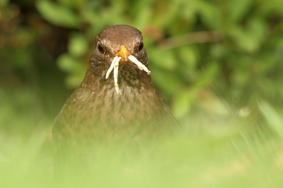 Mn eerste foto's met de 150-500. De kwaliteit is zeer goed, ook op 500mm. Hier het resultaat. Deze merel kwam even wat snavels vol insecten halen.