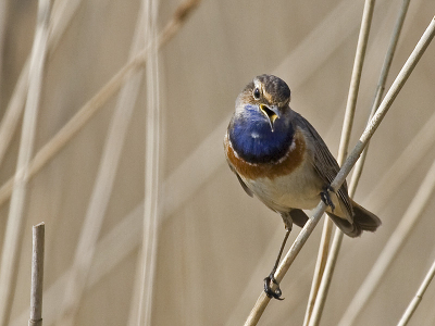 Eindelijk de blauwborst er prachtig op kunnen zetten! Ging op een paar meter vrij in een rietstengel luid zitten zingen. Heel gaaf moment! Ben benieuwd wat jullie ervan vinden. De 1ste foto heb ik jullie gisteren al laten zien. Dit is de andere. (ik had 2 goeie foto's)