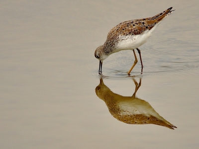 de foto is gemaakt vanuit de vogelkijkhut Ezumakeeg
vanaf rijstzak rondje lauwersmeer