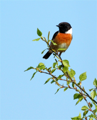 Een prachtige dag om het veen in te gaan! Meestal zie ik deze vogels altijd van ver in de top van een struik of jonge berk over hun territorium waken. Dichterbij komen is in het open landschap dan ook zeer lastig. Vandaag had ik geluk: er stond een manshoog berkje tussen mij en de tapuit. Zo kon ik ongezien dichterbij komen. 
Gedurende een klein halfuurtje heb ik meneer (en mevrouw!) kunnen bekijken. Helaas zaten ze niet dicht genoeg bij elkaar om ze samen op de foto te krijgen, maar met alleen meneer ben ik al zeer tevreden!