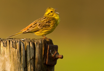 Een standaard bewoner van de paaltjes in de omgeving. Normaal scharrelend op de grond en af en toe zingen op een paal! Heerlijk geluid en niet eens echt schuw! Wat een geweldige vogel! Leuk detail is het feit dat de gors n poot heeft opgetrokken, waar je nog net een nageltje ziet! Was mij nog nooit opgevallen... :)