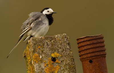 Deze kwik koos een heel fijn plekje uit vond ikzelf. Hij was zich druk aan het poetsen en trok zich niets van mij aan! De korstmossen voegen wat kleur toe want de kwikstaart is niet de meest kleurrijke vogel!