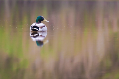 Opnieuw verkleind en volgens mij is de foto zo wel goed. Het is ook een groter bestand geworden.

Canon EOS-1D mark II met Canon EF 400mm f/5.6L USM