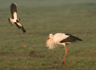 In de vroege morgen ook een ooievaar aanwezig in de polder, maar dat werd niet gewaardeerd door de kieviten. Geprobeerd om en de ooievaar en de kievit scherp te hebben, maar dat is niet gelukt. De kieviten komen met zo'n snelheid voorvij.