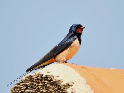 deze zwaluw zat op de nok van een schuurtje.ik uit de auto en de foto gemaakt uit de hand.lens 150/500