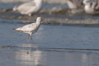 zo maar, met een andere rosse grutto, die er "normaal"uitzag, zat deze schoonheid op het strand bij de nieuwe uitlaat bij Monster