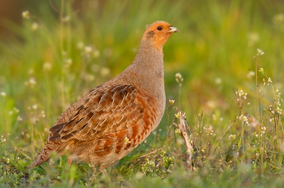 Na een vruchteloze, maar heerlijke avond reed ik op de terugweg nog even "achterlangs". In het gras zag ik een groepje duiven foerageren en daartussen zaten twee patrijzen. De duiven vlogen op, maar wonder boven wonder bleven de patrijzen gewoon zitten! en foerageerde rustig verder terwijl de ander op de uitkijk stond en dat terwijl ik ze fullframe in beeld had! GEWELDIG! En het mooiste vind ik zelf dat ik dit keer ipv zand of gras een mooi decor had waarin deze prachtvogel zat. Helaas zien we ze steeds minder en daardoor ben ik extra blij met deze!