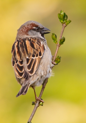 Bij mij in de buurt is een boompje waar nog wel eens mussen in zitten. Gister even wezen kijken en het was raak. Heerlijk in het zonnetje kunnen genieten van deze mooie vogeltjes en uiteraard wat plaatjes geschoten.