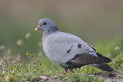 Meestal zijn ze buitengewoon schuw maar deze holenduif bleef wat rondscharrelen in de berm, zodat ik hem vanuit het autoraam kon fotograferen.