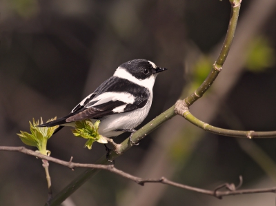 Today our team reported several migrating Collared Flycatchers along the Black Sea. I was lucky to photograph this male from my car close to the main traffic road and from a very close range.   Usually, these birds are very shy and difficult to approach in their breeding grounds. In Belarus for example they always perch on the top of big trees such as old Oaks 20-30 meters high.