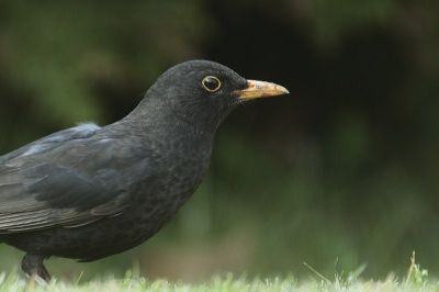 Zat lekker in het zonnetje toen deze merel voorbij kwam. Op de grond gaan liggen en een paar foto's gemaakt.