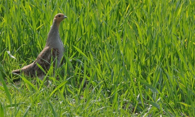 Eindelijk een patrijs op de foto kunnen zetten. Had de soort al wel een keer gezien, maar die zat voor mij te ver weg (200mm).